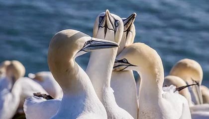 开云体育下载-巴黎圣日耳曼遭遇曼城逆转，无缘欧冠四强，巴黎圣日耳曼vs曼城全场视频