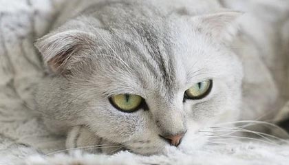 开云体育下载-巴黎圣日耳曼遭遇曼城逆转，无缘欧冠四强，巴黎圣日耳曼vs曼城全场视频